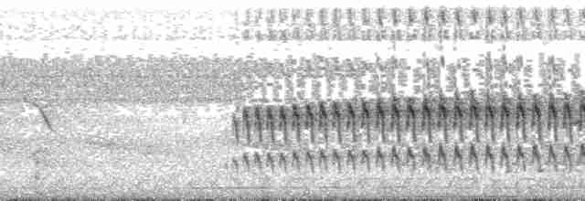 Kara Karınlı Yazılı Ağaçkakan - ML164215