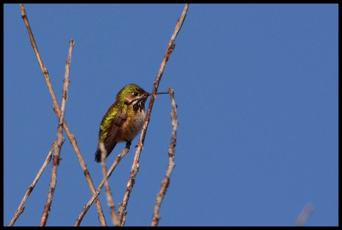 Calliope Hummingbird - ML164221091