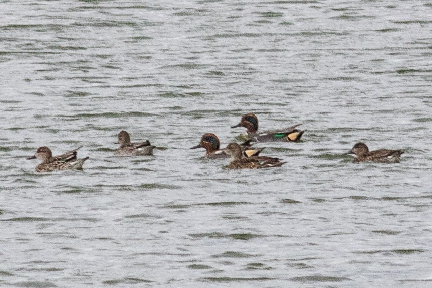 Green-winged Teal - ML164230161