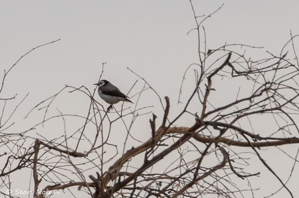 White-fronted Chat - ML164231831