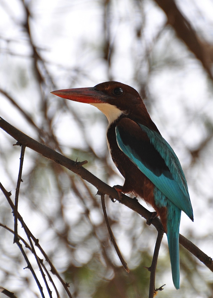 White-throated Kingfisher - Gunjan Kumar Saurav