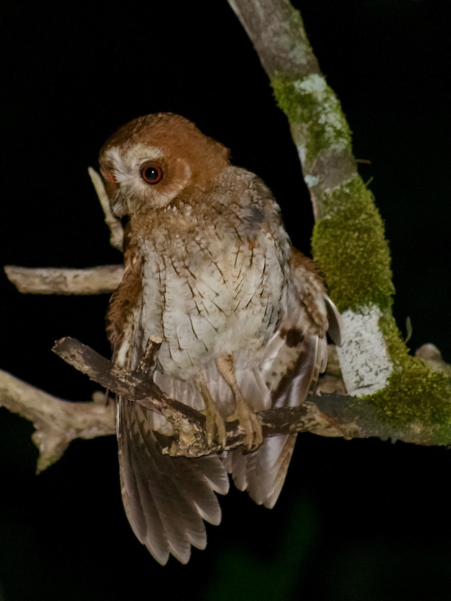 Puerto Rican Owl - ML164241981