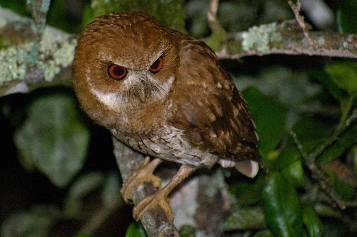 Puerto Rican Owl - Ricardo Sánchez