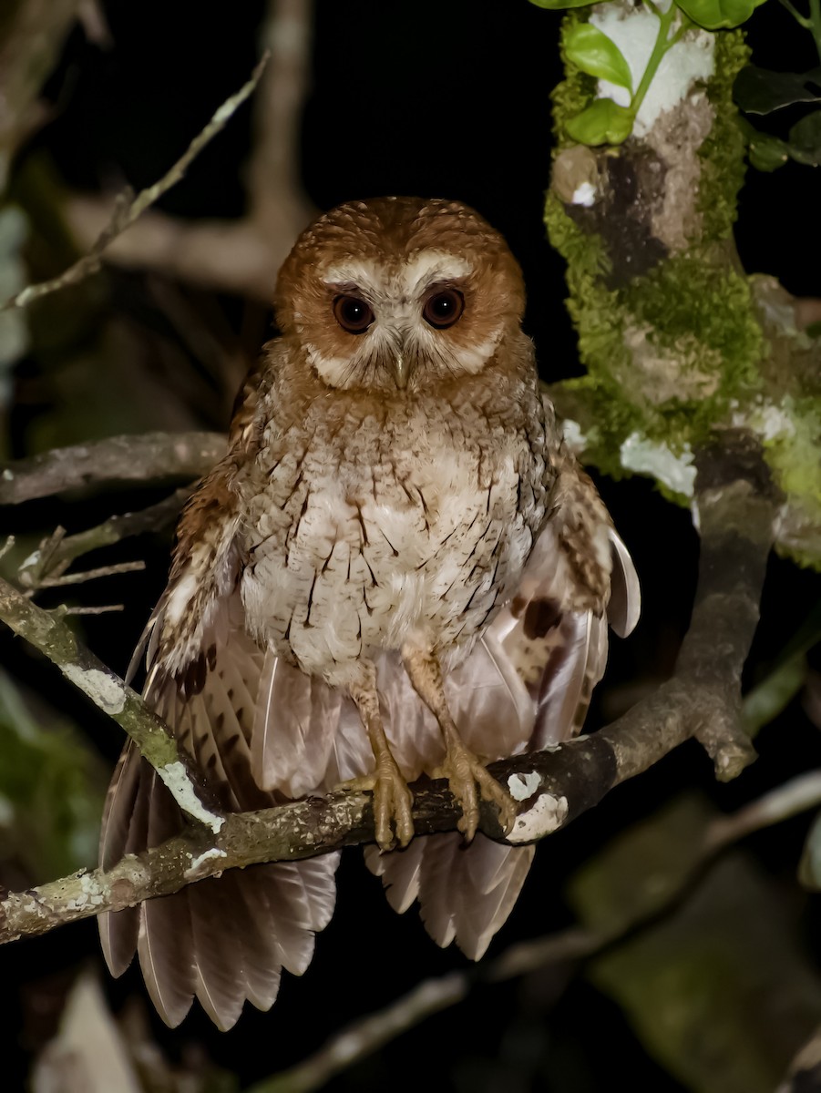 Puerto Rican Owl - Ricardo Sánchez
