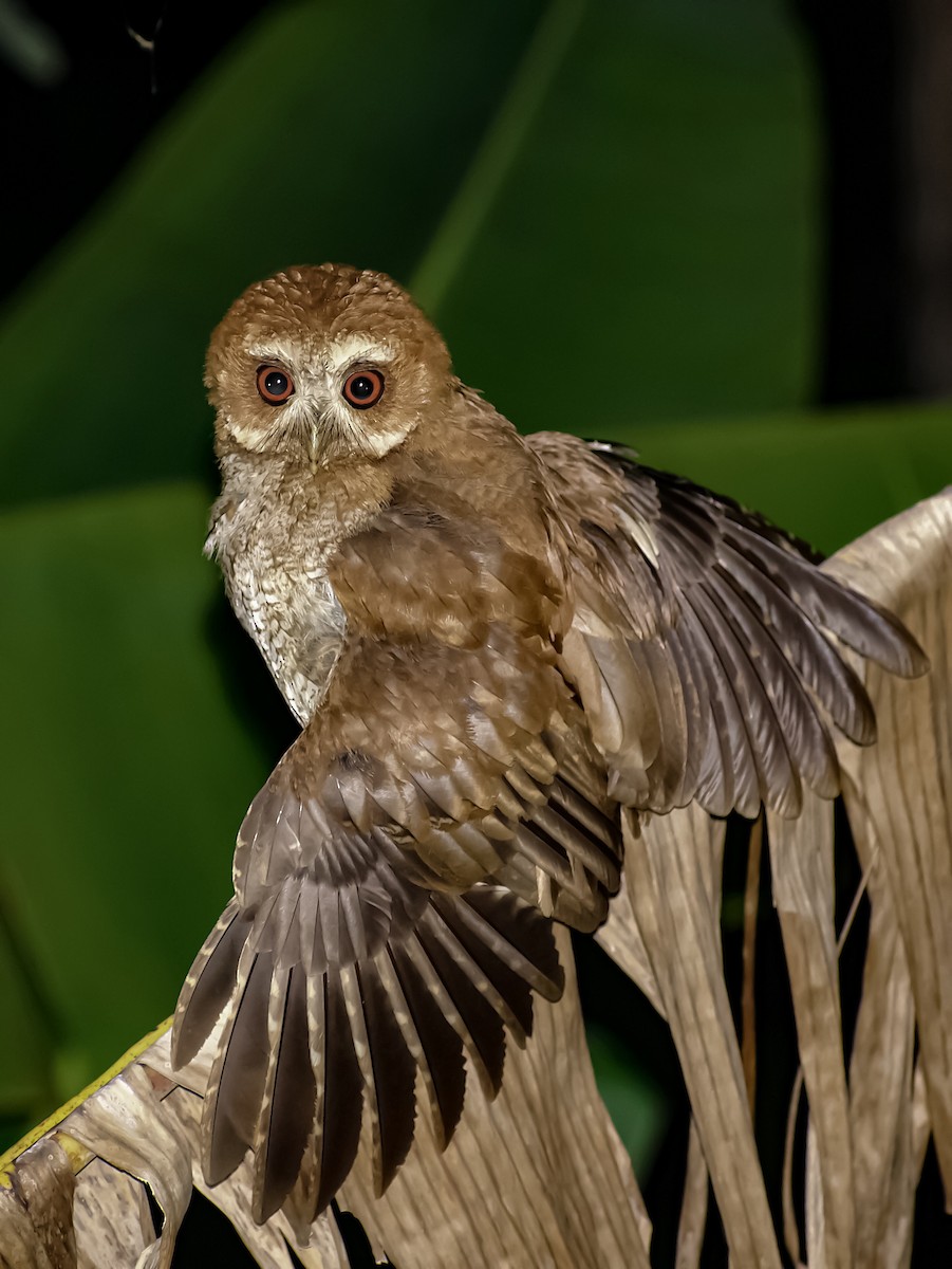 Puerto Rican Owl - ML164242011