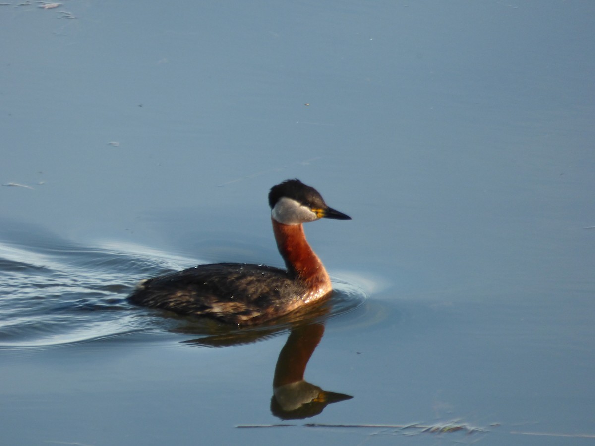Red-necked Grebe - ML164242571