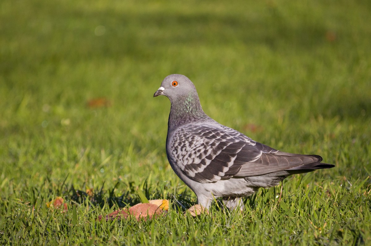 Rock Pigeon (Feral Pigeon) - ML164244721
