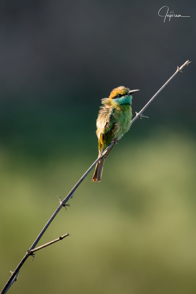 Asian Green Bee-eater - ML164253961