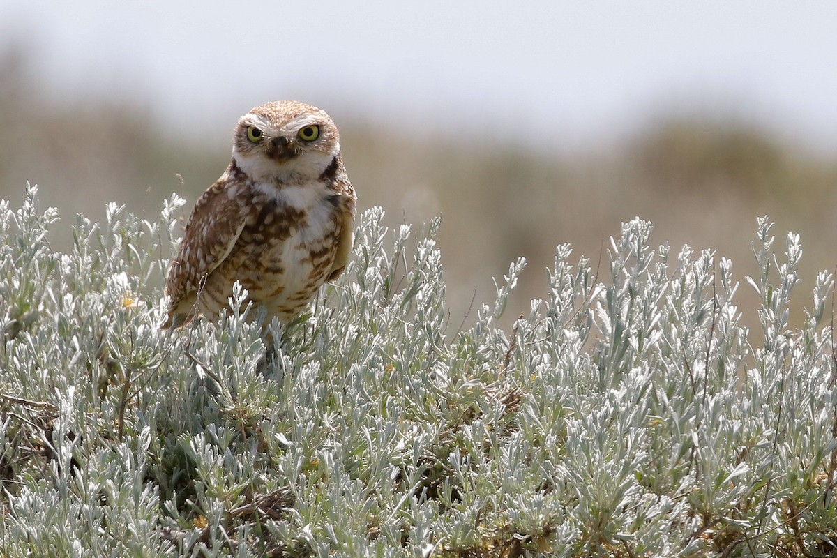 Burrowing Owl - Dan Ellison