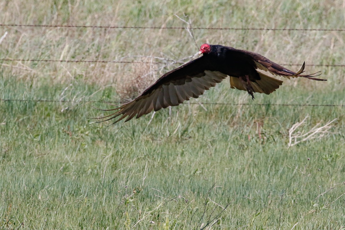 Turkey Vulture - Dan Ellison