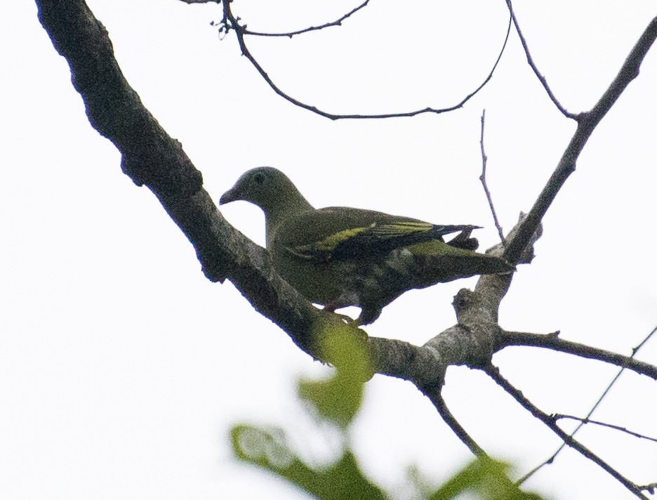 Thick-billed Green-Pigeon - ML164260771