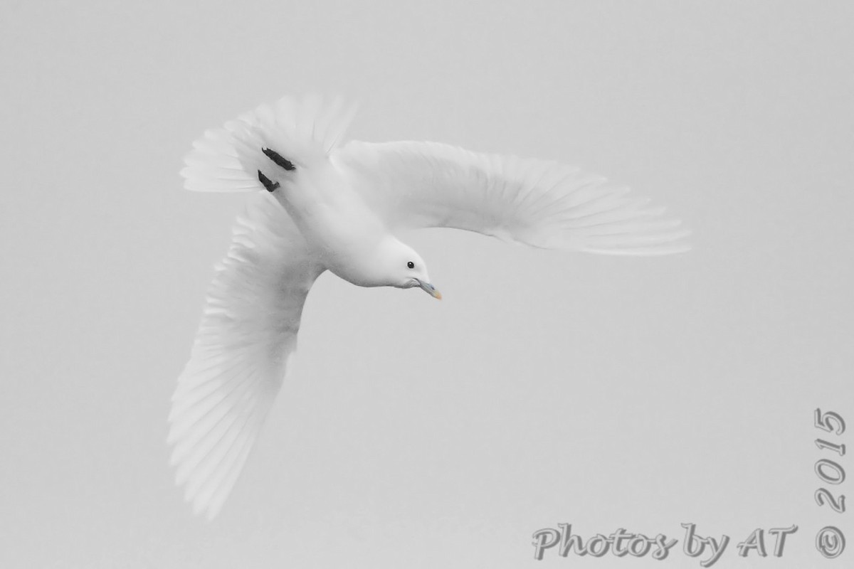 Белая чайка - ML164261581