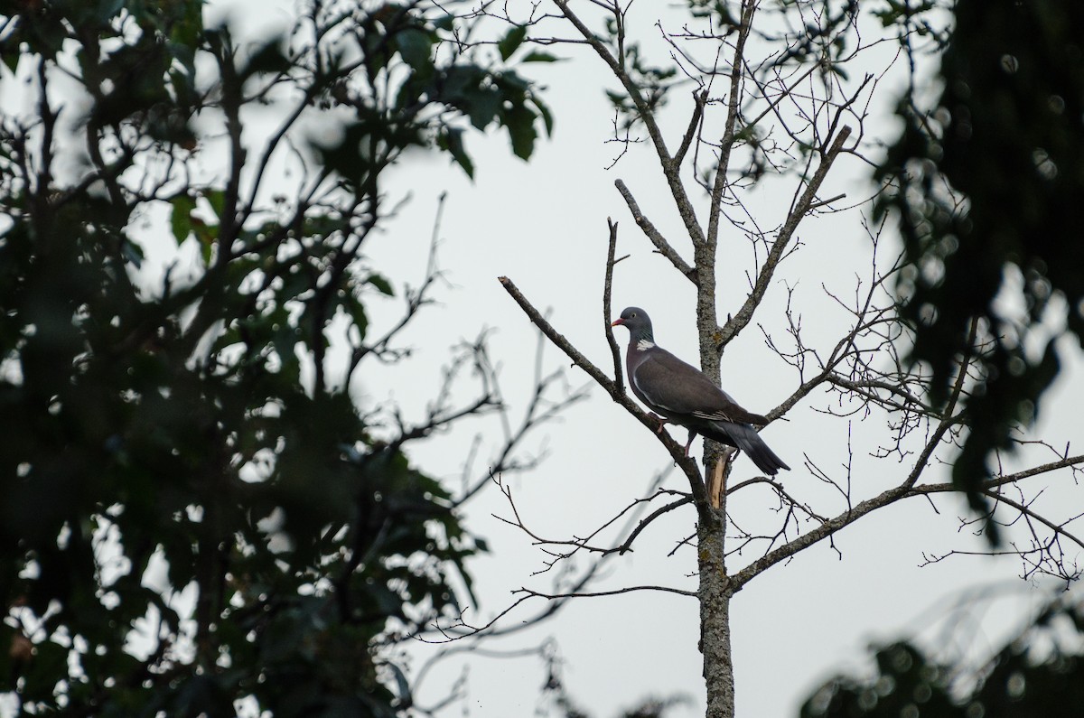 Common Wood-Pigeon (White-necked) - ML164262841