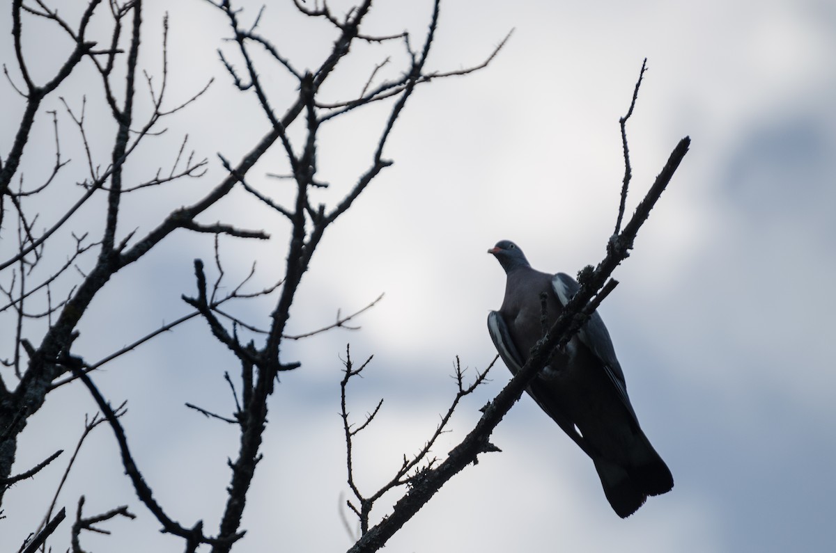 Common Wood-Pigeon (White-necked) - ML164262851