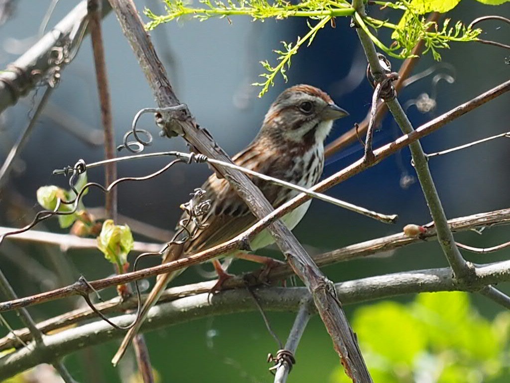 Song Sparrow - Thierry Grandmont