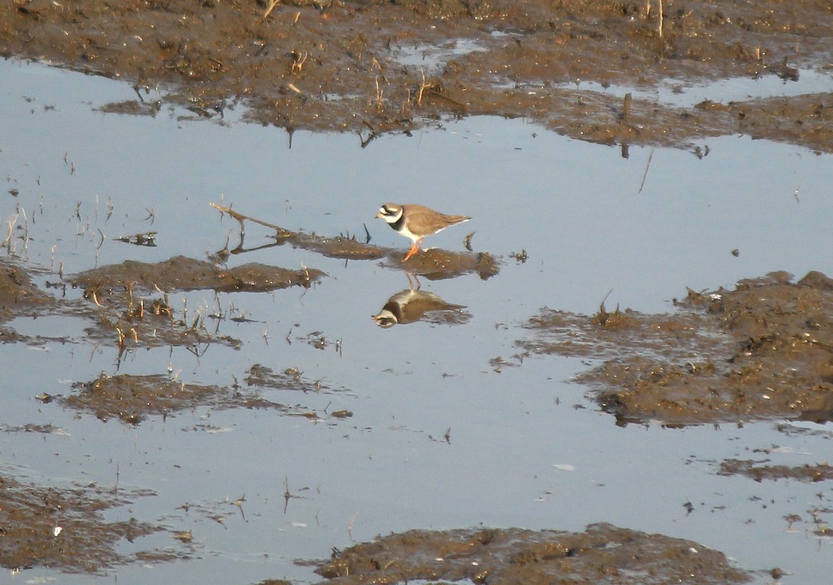 Common Ringed Plover - ML164263941