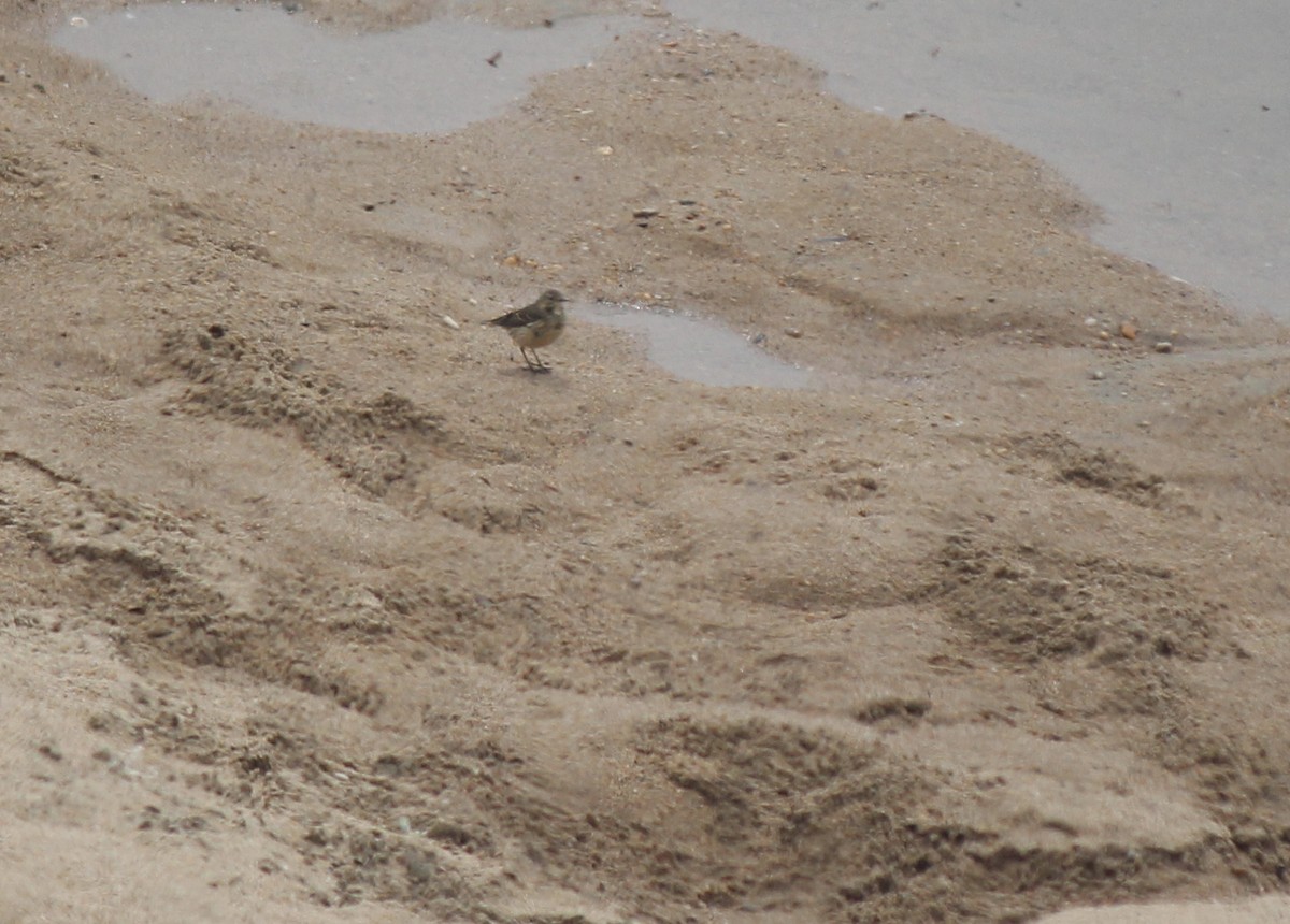 Water Pipit - ML164264831