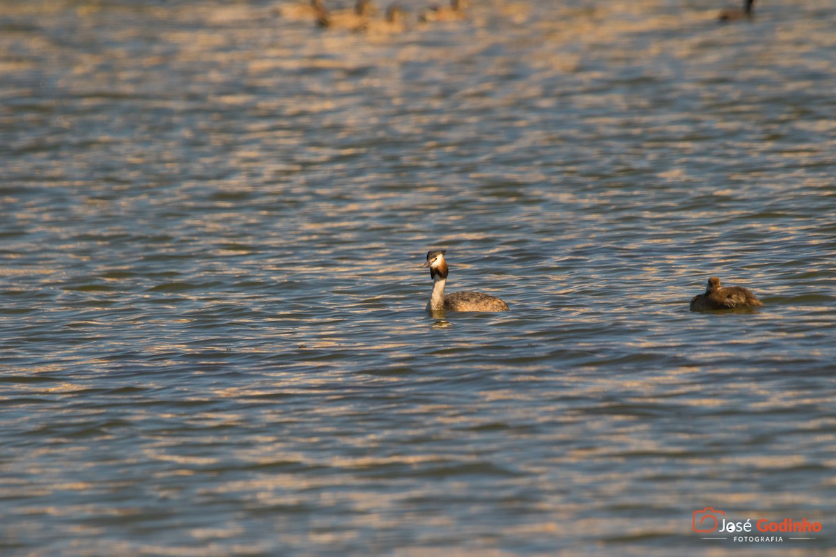Great Crested Grebe - ML164267951