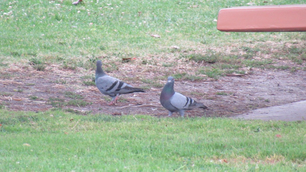 Rock Pigeon (Feral Pigeon) - ML164276071