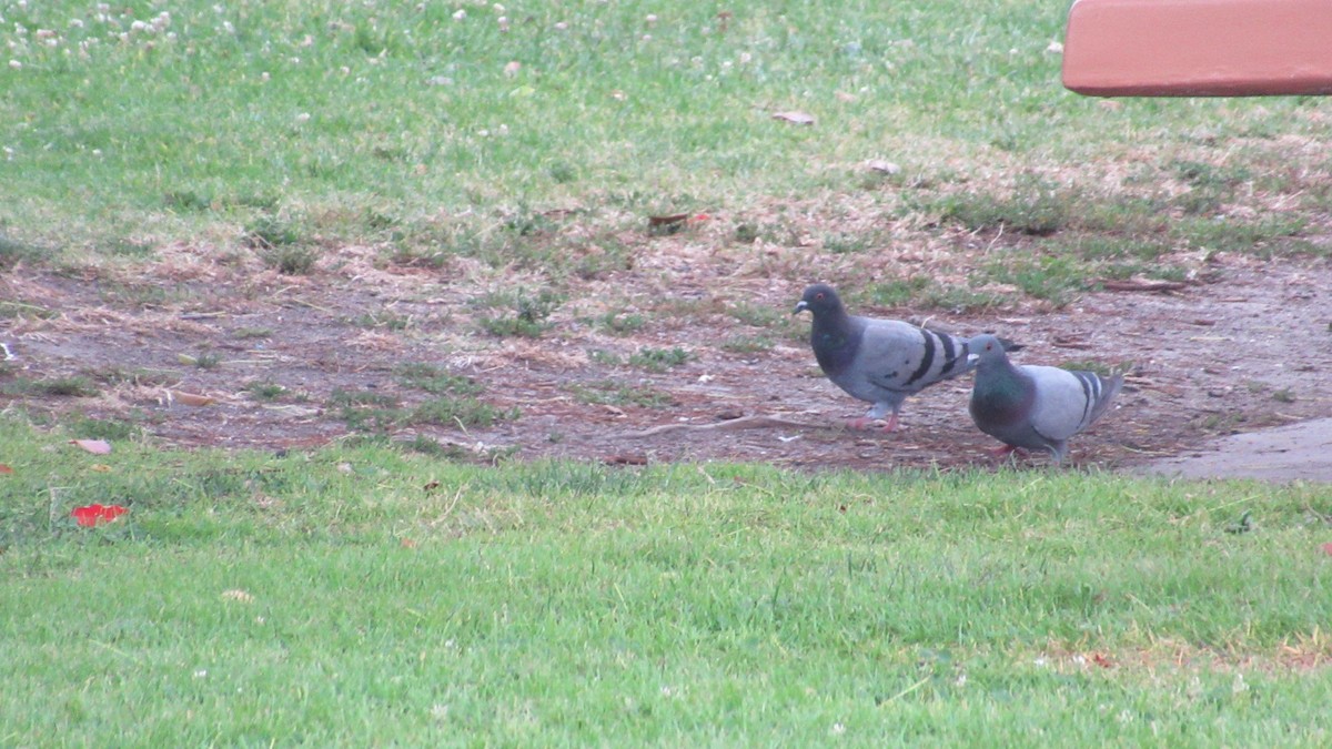 Rock Pigeon (Feral Pigeon) - ML164276081