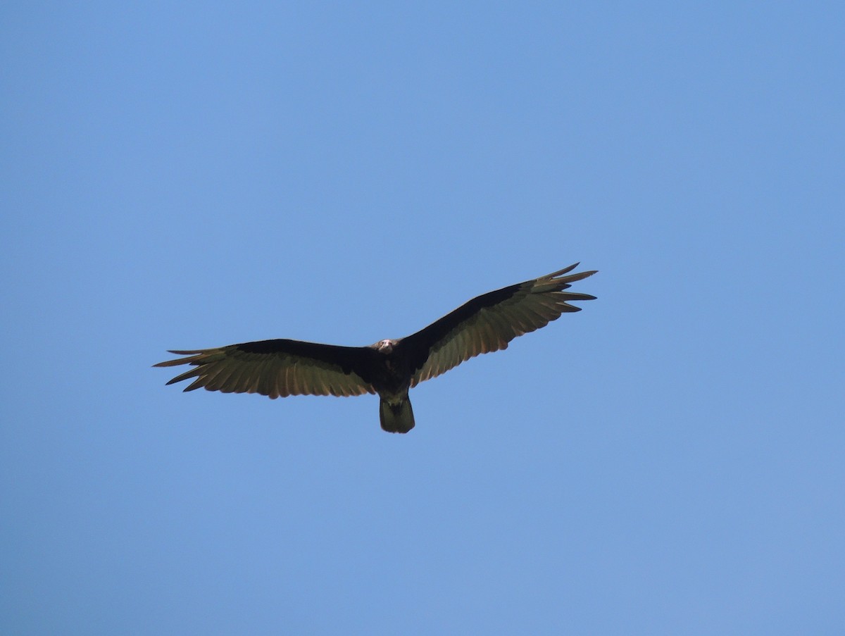 Lesser Yellow-headed Vulture - ML164282271