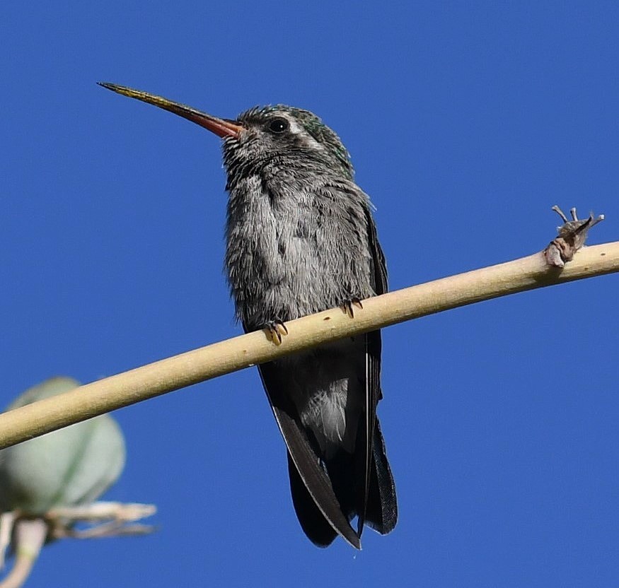 Broad-billed Hummingbird - ML164293211