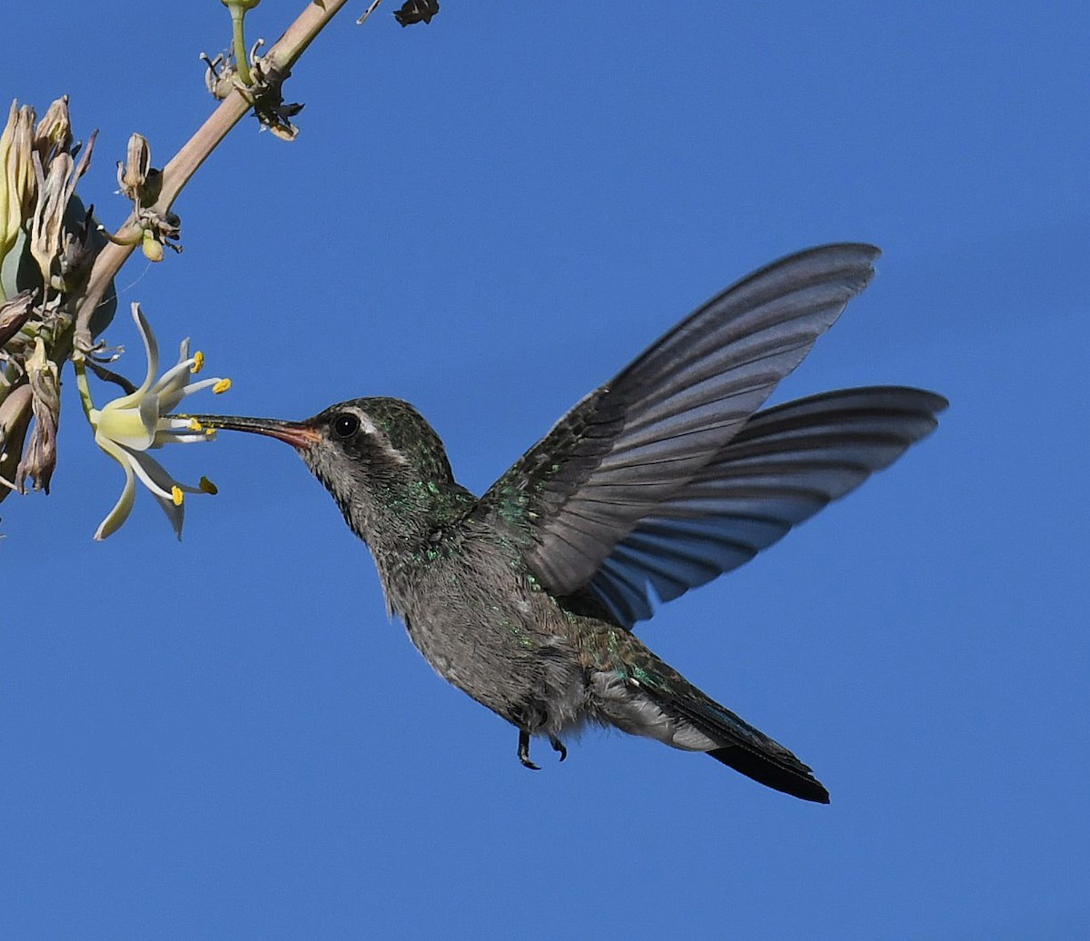 Broad-billed Hummingbird - David Beaudette