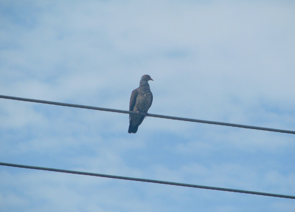 Scaled Pigeon - ML164296411