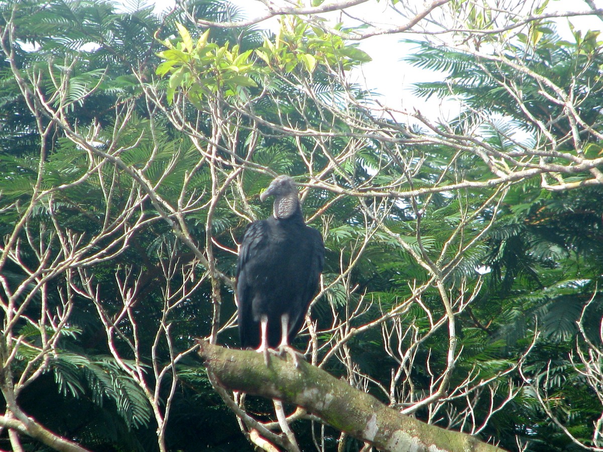 Black Vulture - David Riaño Cortés