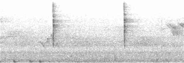 Kara Gözlü Junko (hyemalis/carolinensis) - ML164296571