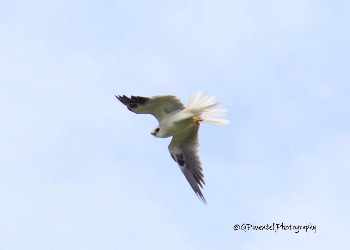 White-tailed Kite - Gumercindo  Pimentel