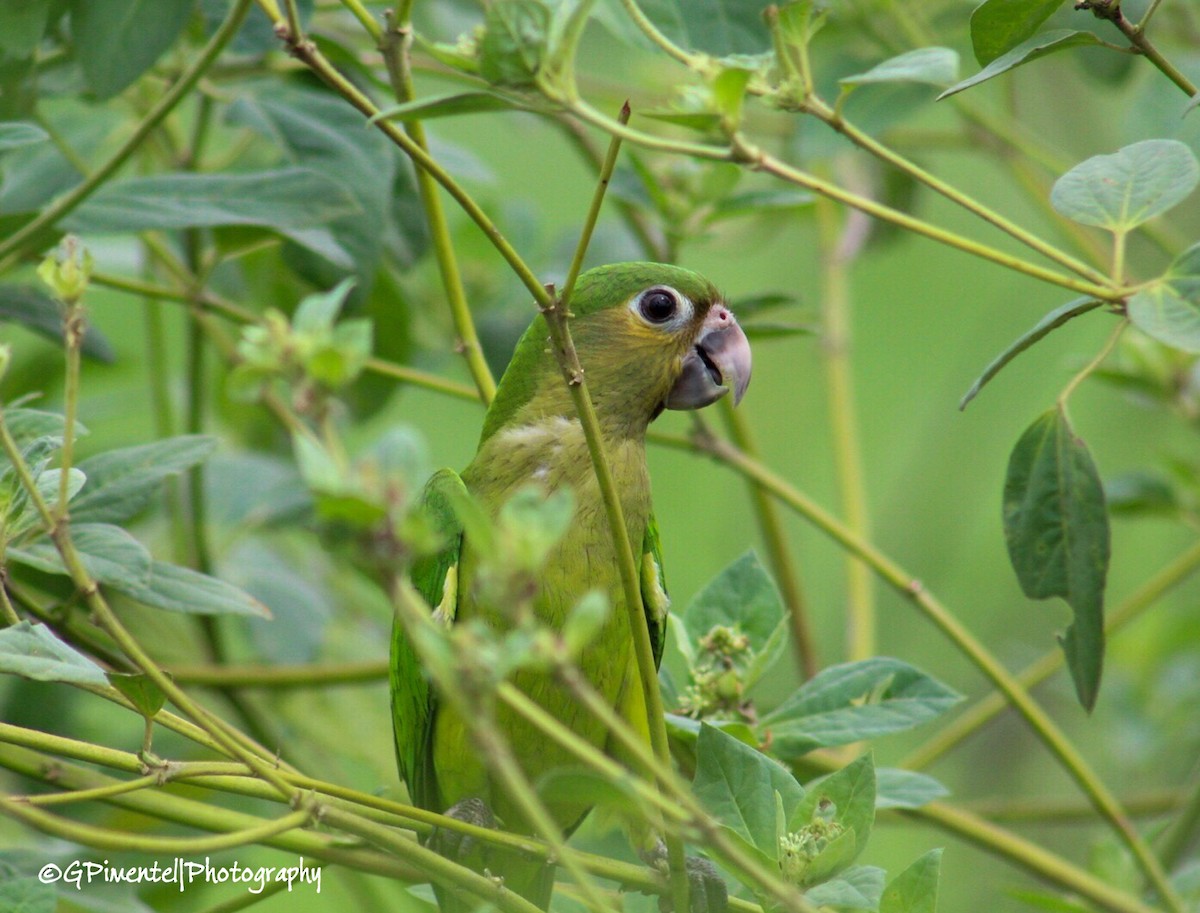 Brown-throated Parakeet - Gumercindo  Pimentel