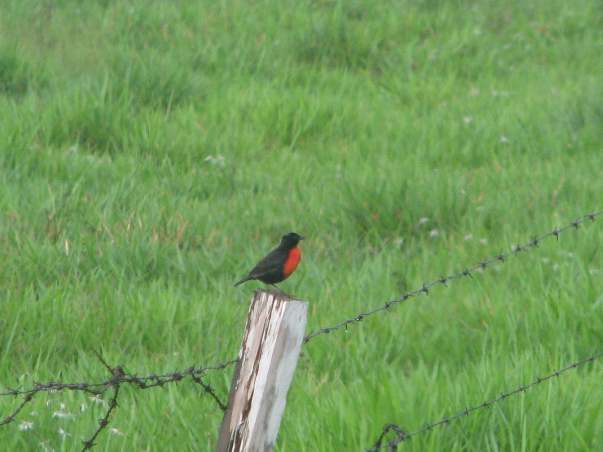 Red-breasted Meadowlark - ML164297231