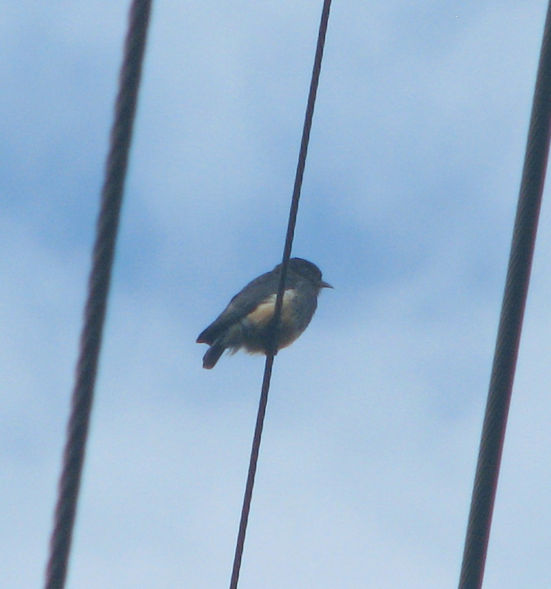 Swallow-winged Puffbird - David Riaño Cortés