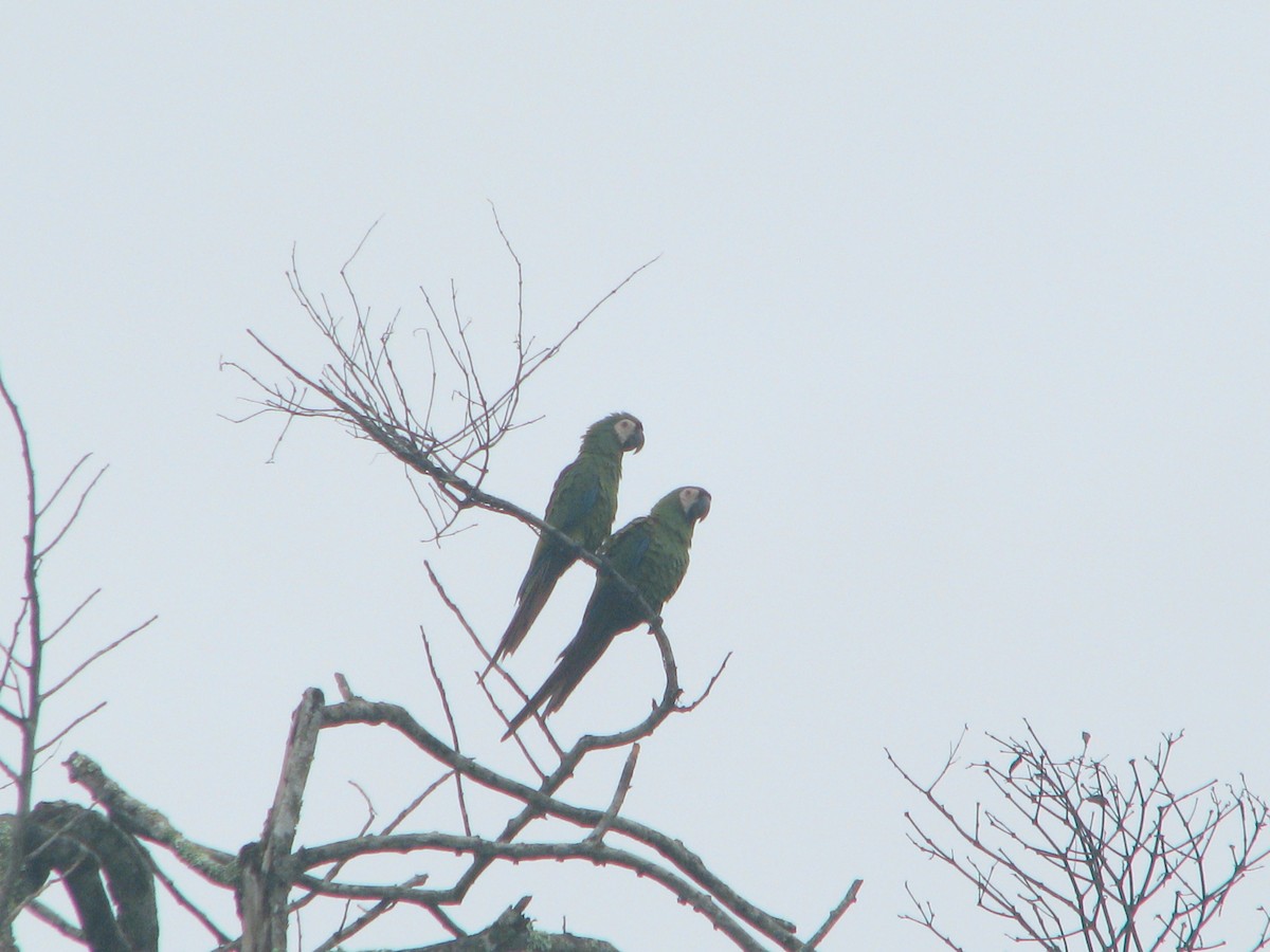 Chestnut-fronted Macaw - ML164299791