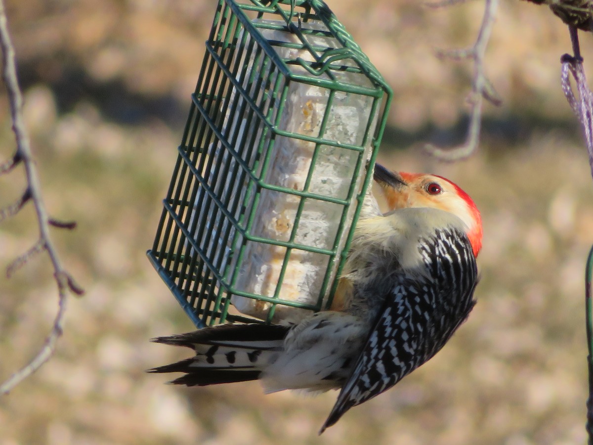 Red-bellied Woodpecker - ML164299831