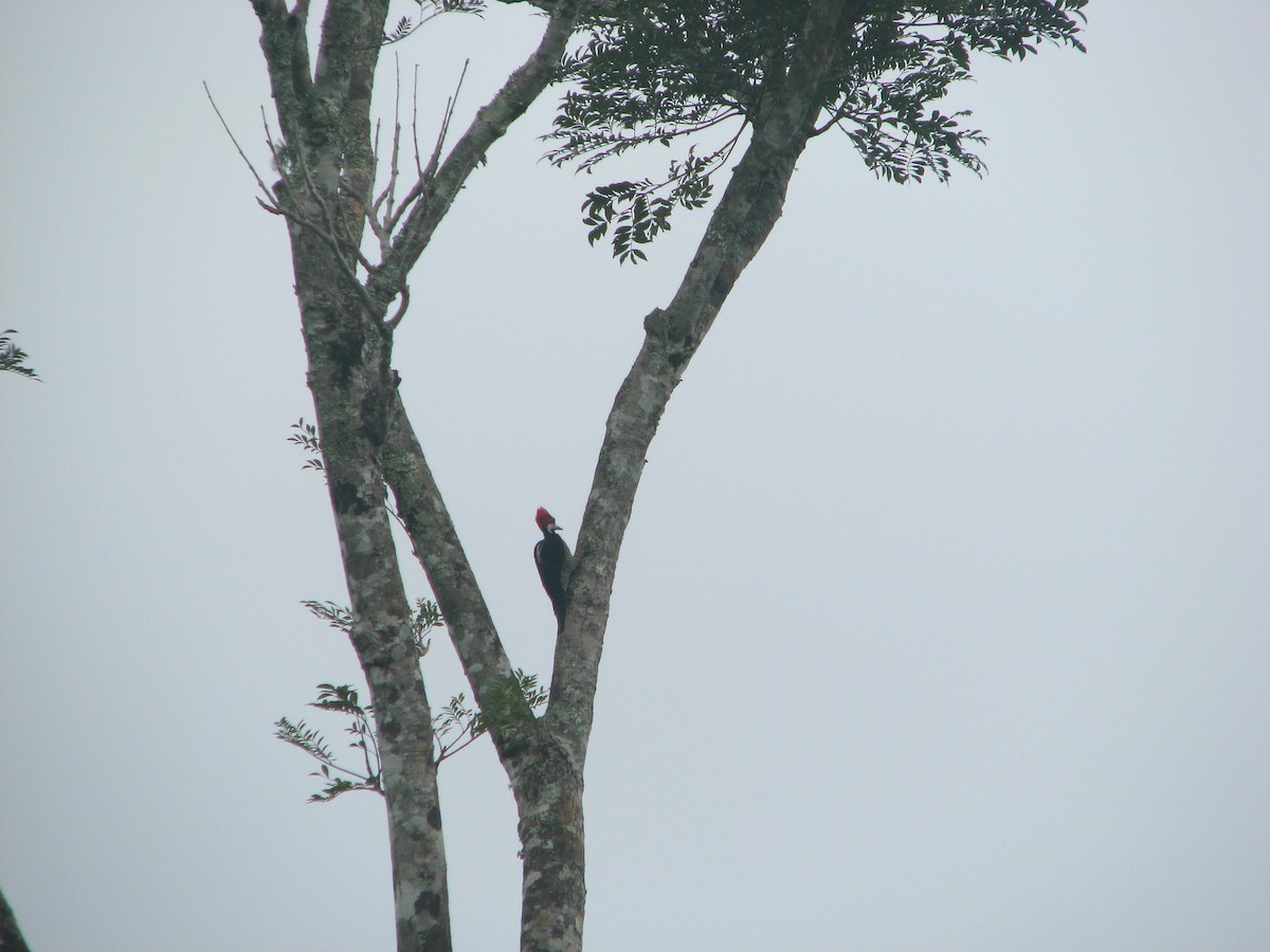 Lineated Woodpecker - David Riaño Cortés