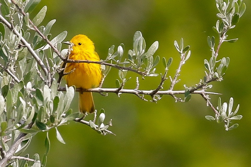 Yellow Warbler - Dan Ellison