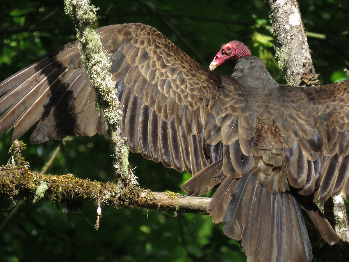 Turkey Vulture - ML164306821