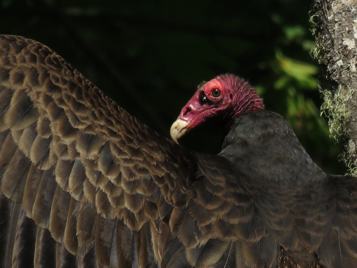 Turkey Vulture - ML164306831