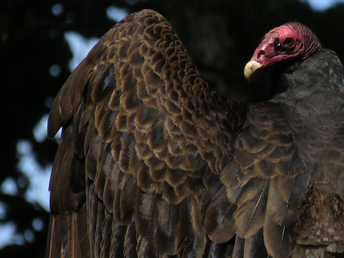 Turkey Vulture - ML164306941