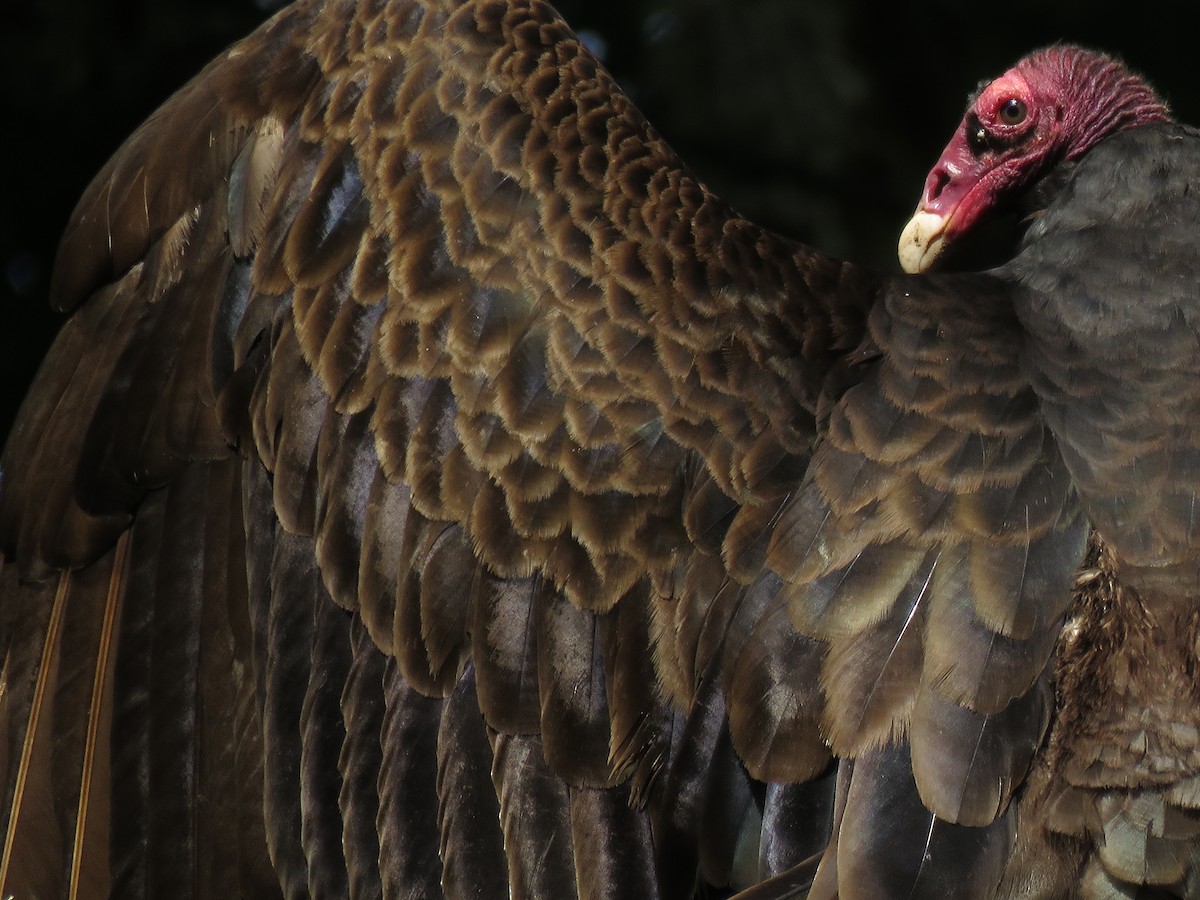 Turkey Vulture - ML164307101