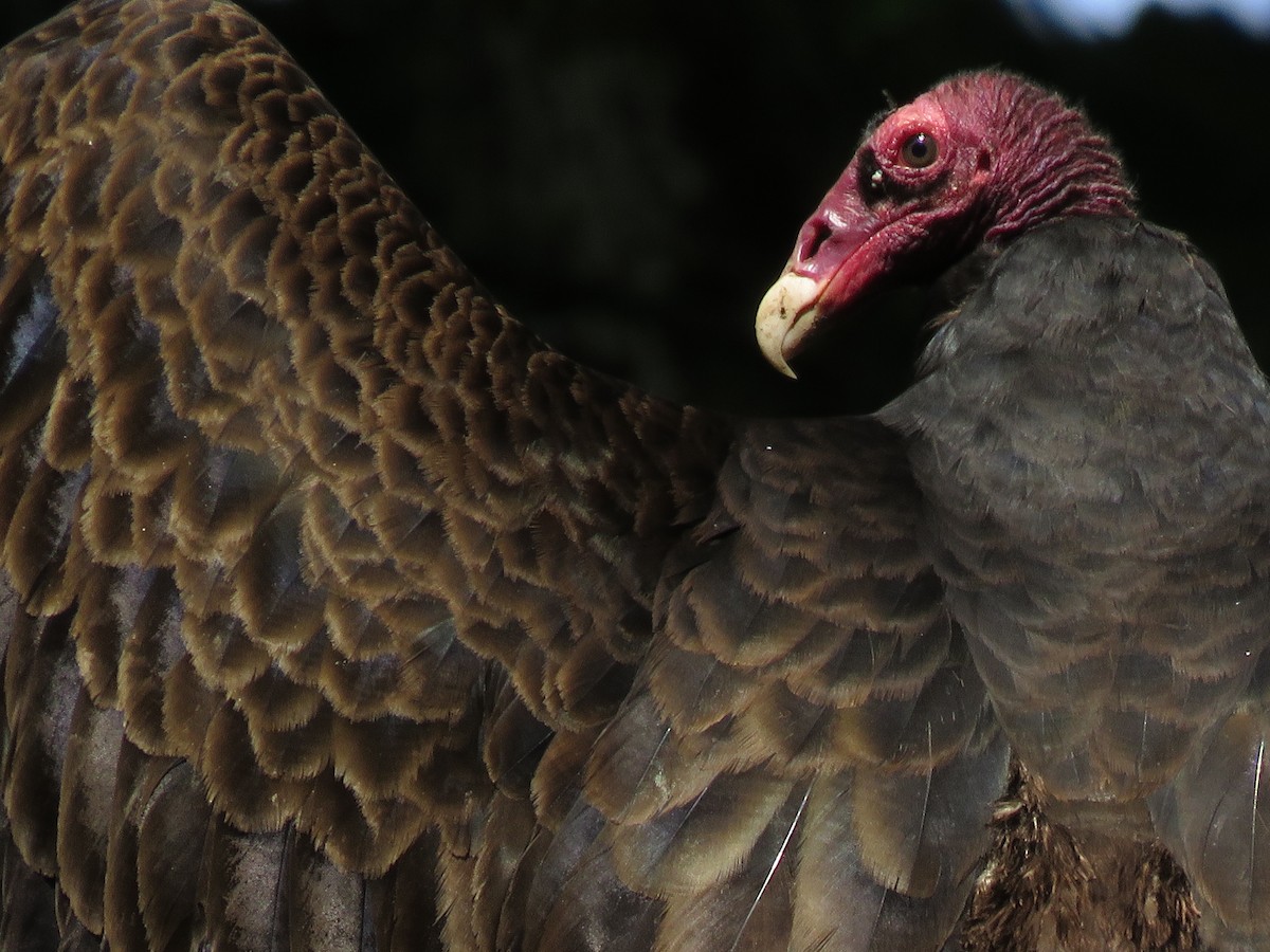 Turkey Vulture - ML164307191