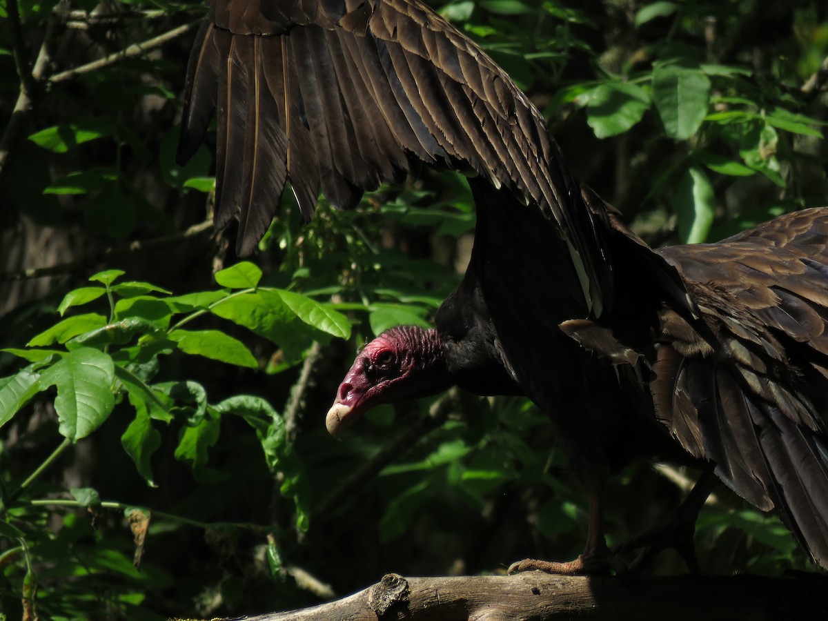 Turkey Vulture - ML164307251