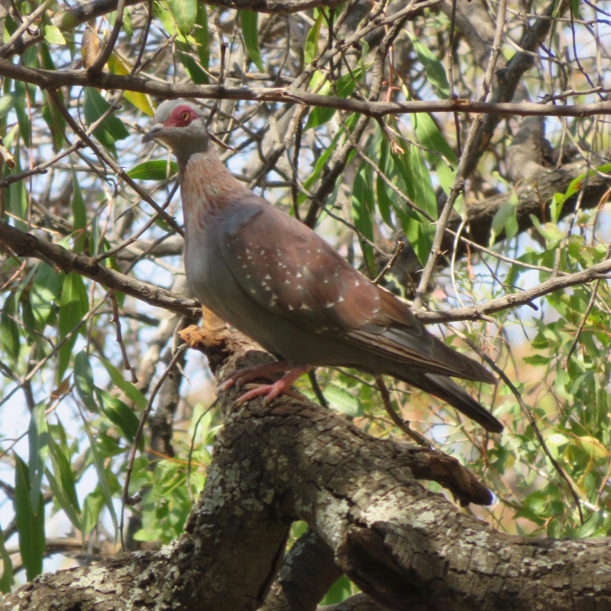 Speckled Pigeon - ML164308311