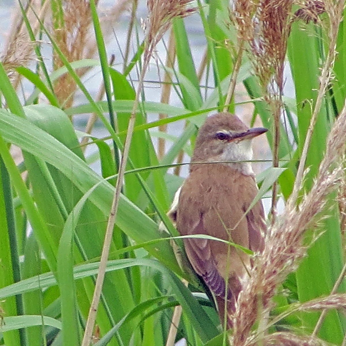 Great Reed Warbler - Simon Hitchen