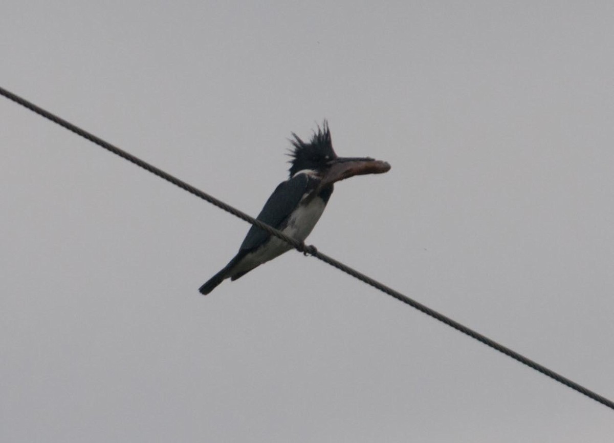 Belted Kingfisher - ML164319101