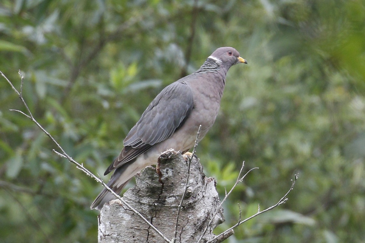 Band-tailed Pigeon - Donna Pomeroy