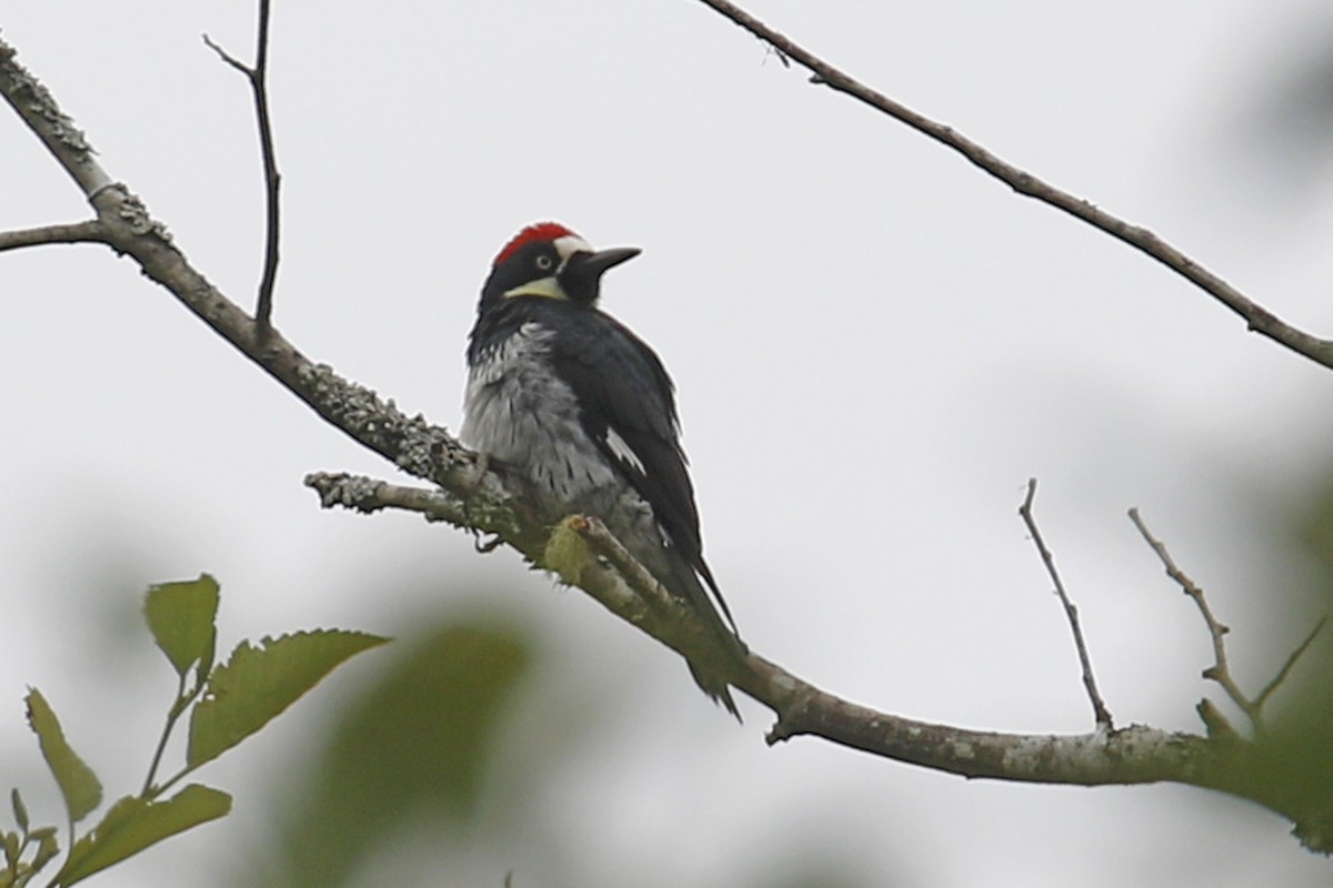 Acorn Woodpecker - ML164320101