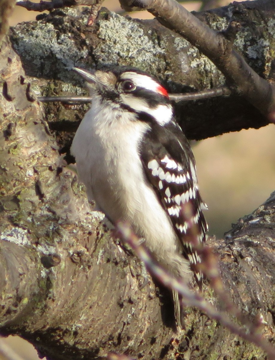 Downy Woodpecker - ML164321191